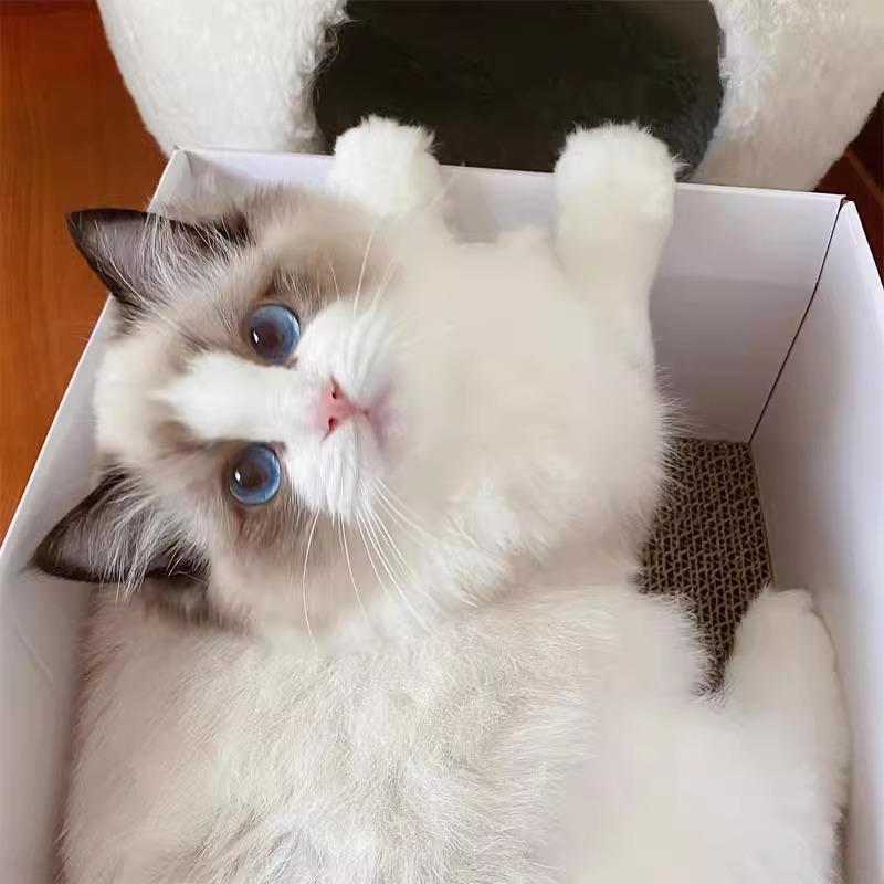 布偶猫幼猫纯种宠物猫活物赛级海双蓝双波斯系仙女猫布偶幼崽猫舍