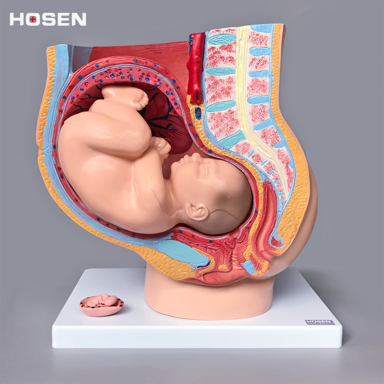 盆腔模型女性胎儿解剖模型生殖系统骨盆矢状切面构造教育教学模型