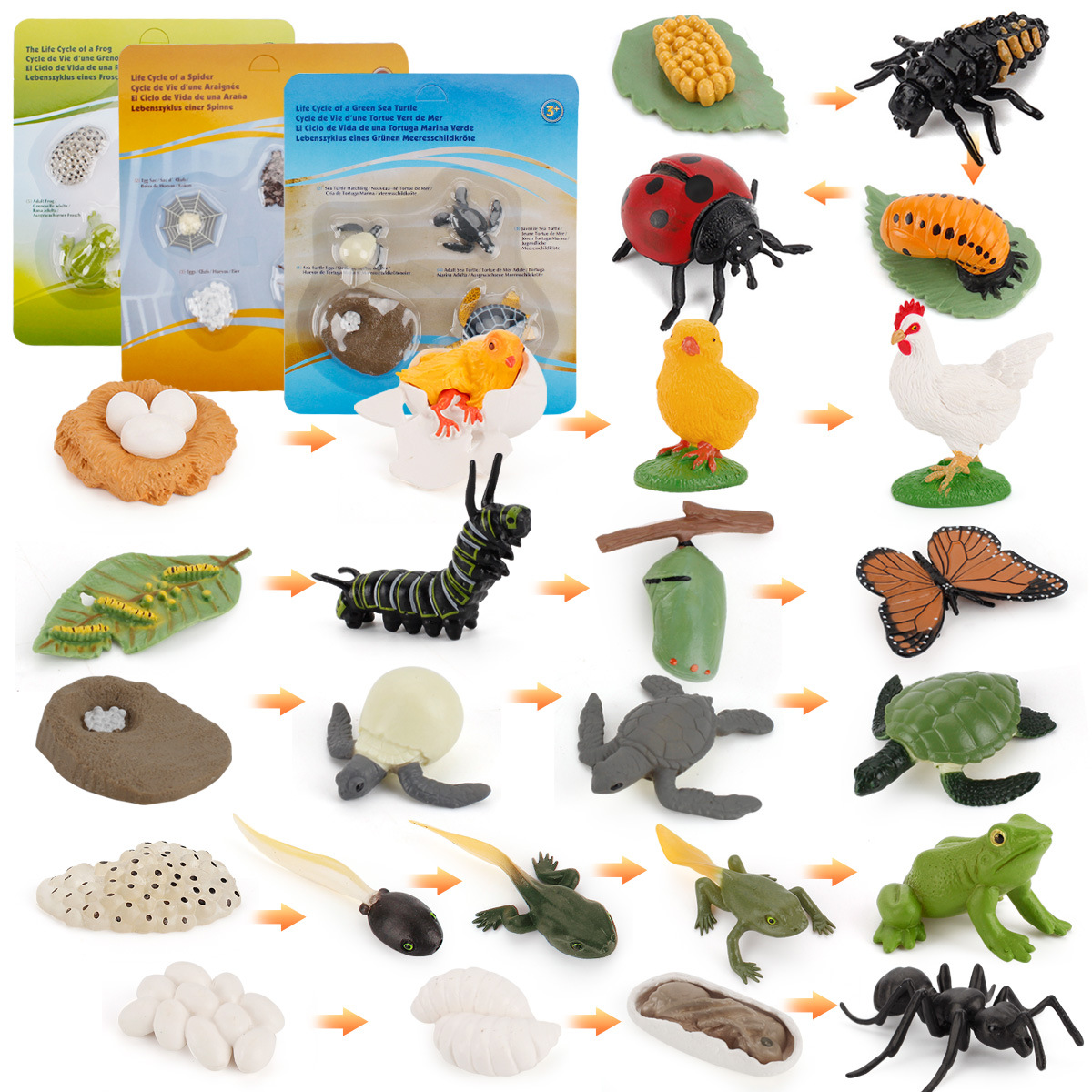 儿童科教仿真昆虫动物生命进化模型公鸡蚂蚁蝴蝶蜜蜂成长周期摆件