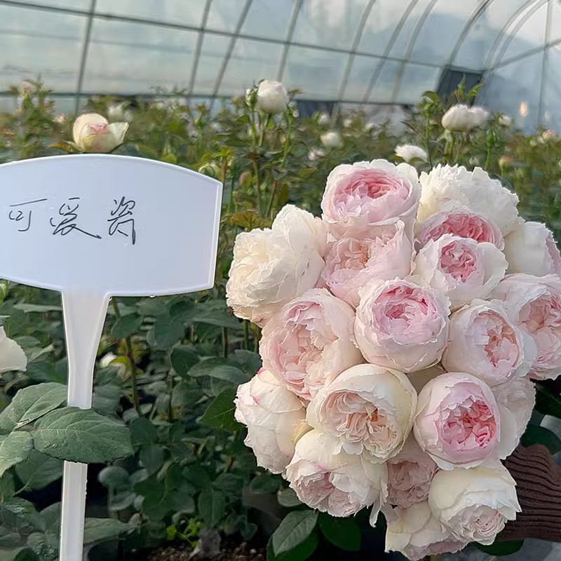 可爱瓷 可可杯日本玫瑰 今井清作品月季玫瑰花苗