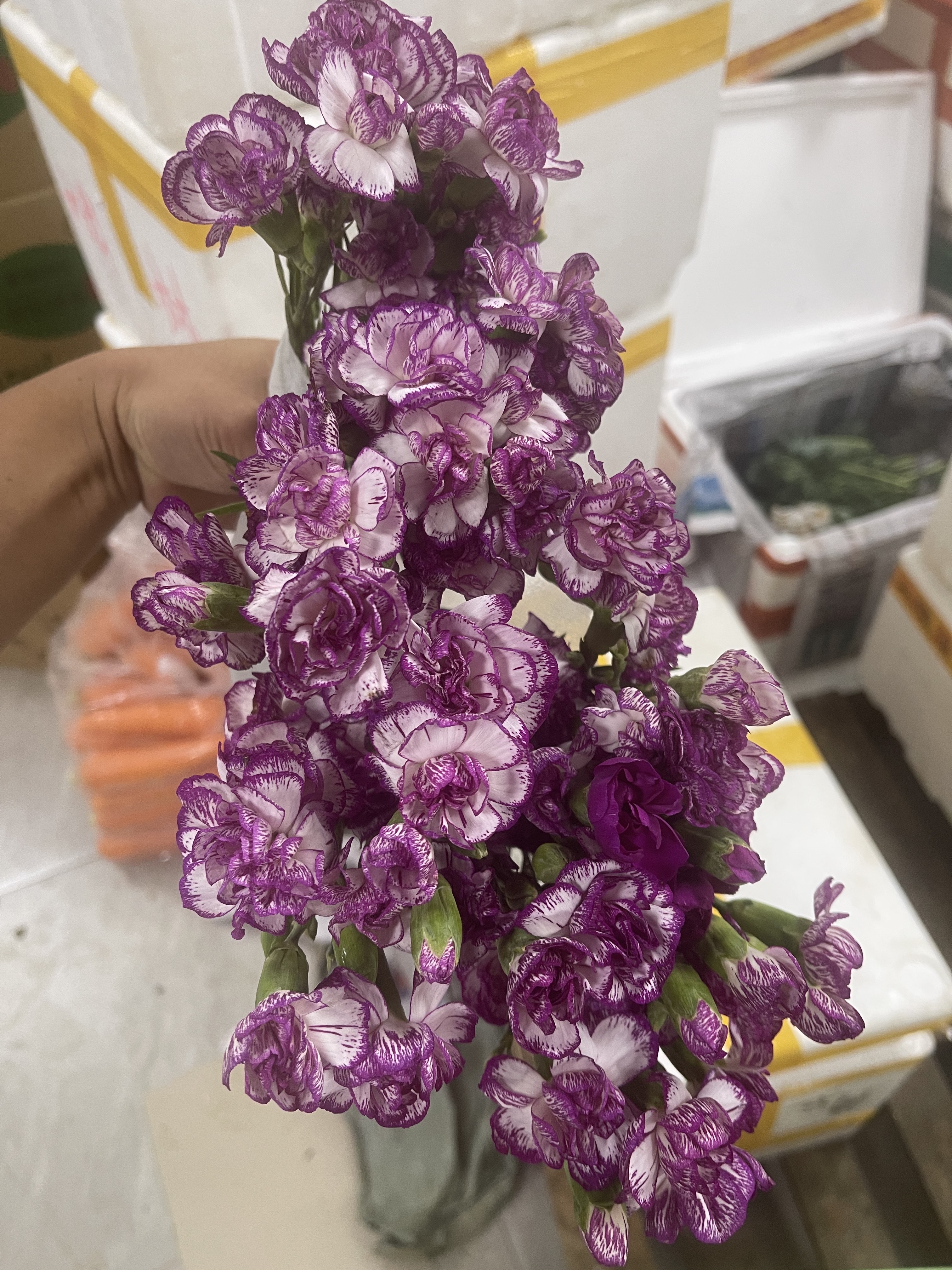 康乃馨 紫边康乃馨  食材 装饰 插花 一束