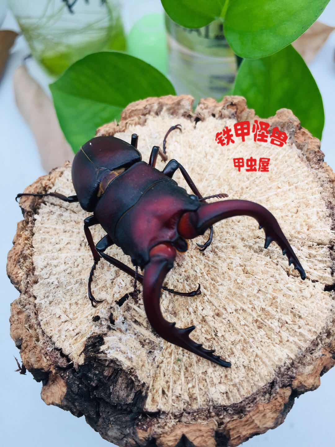 《铁甲怪兽》硫磺岛日本锯锹，成虫，幼虫