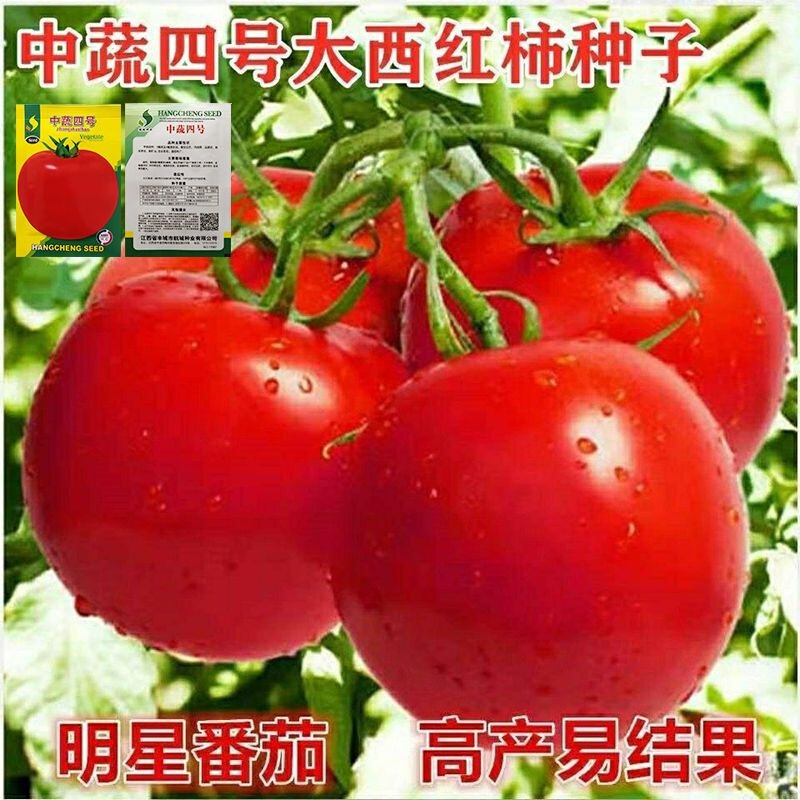 大番茄种子粉果大西阳台转基因红柿非盆栽四季播春季蔬菜种子大全