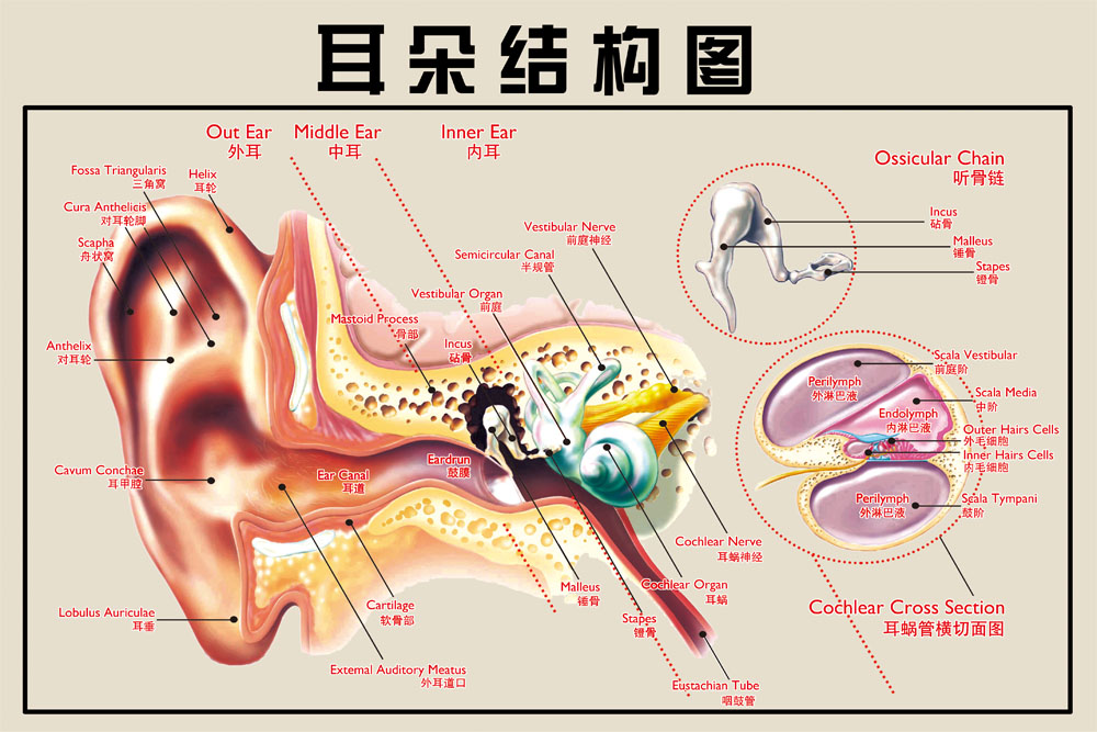 M768中医院耳科门诊耳朵耳部结构图分解剖图1276展板喷绘海报印制