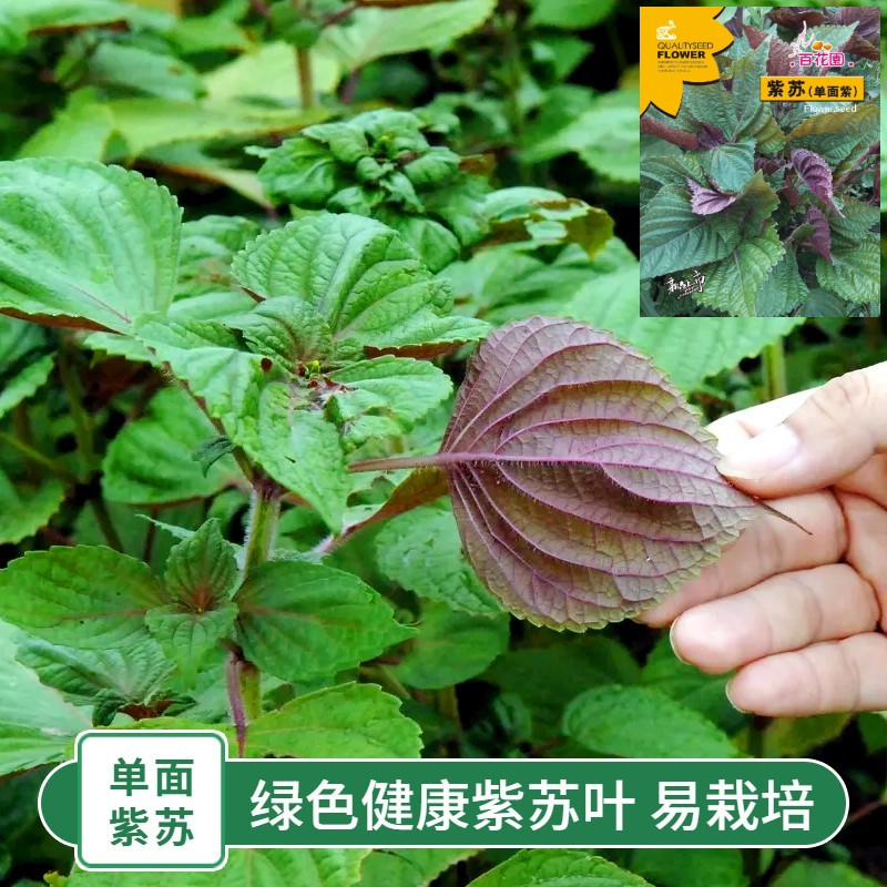 紫苏种子盆栽可食用苏子叶籽种苗春天夏秋四季种植野菜蔬菜种籽孑