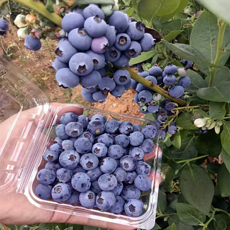 蓝莓苗蓝莓树果苗特大阳台盆栽室外带土新品种南北方种植当年结果