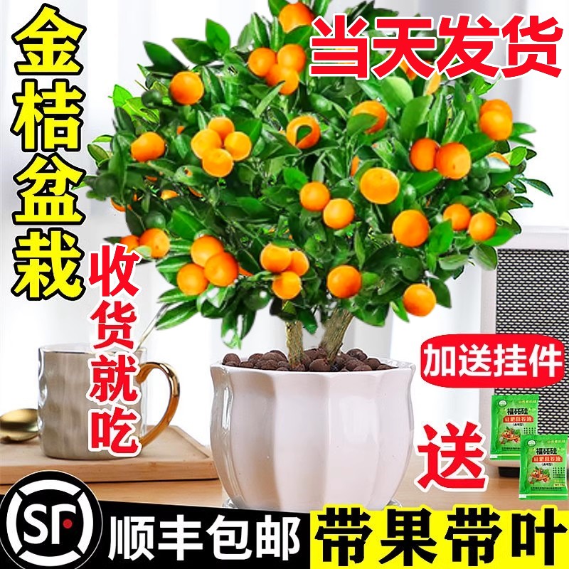 金桔树盆栽图片