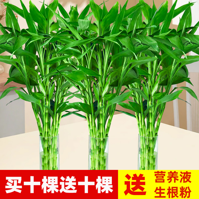 富贵竹水培植物水养客厅节节高绿植箩观音竹子盆栽鲜花卉室内绿萝