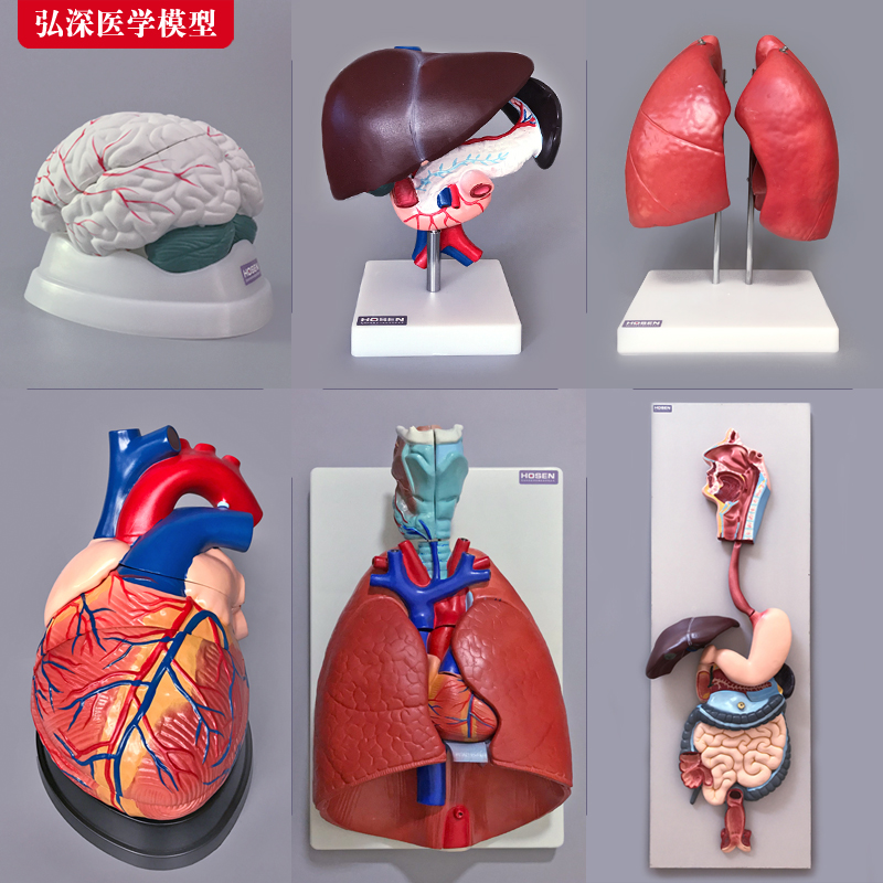 人体器官模型心肝脾肺肾脑胃肠五脏六腑内脏系统解剖结构医学教学