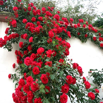 。御用马车爬藤月季蔷薇花苗红色大花四季开花庭院攀岩栅栏特大苗