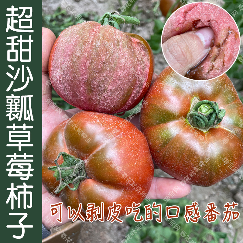 草莓番茄种子酸甜多汁 春秋四季播蔬菜籽水果西红柿苗 阳台盆栽孑