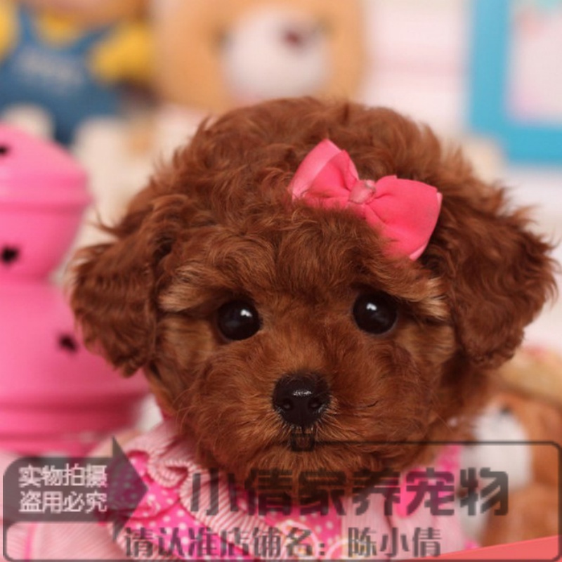 家养活泼可爱的纯种茶杯泰迪熊幼犬漂亮的玩具红贵宾宠物狗x