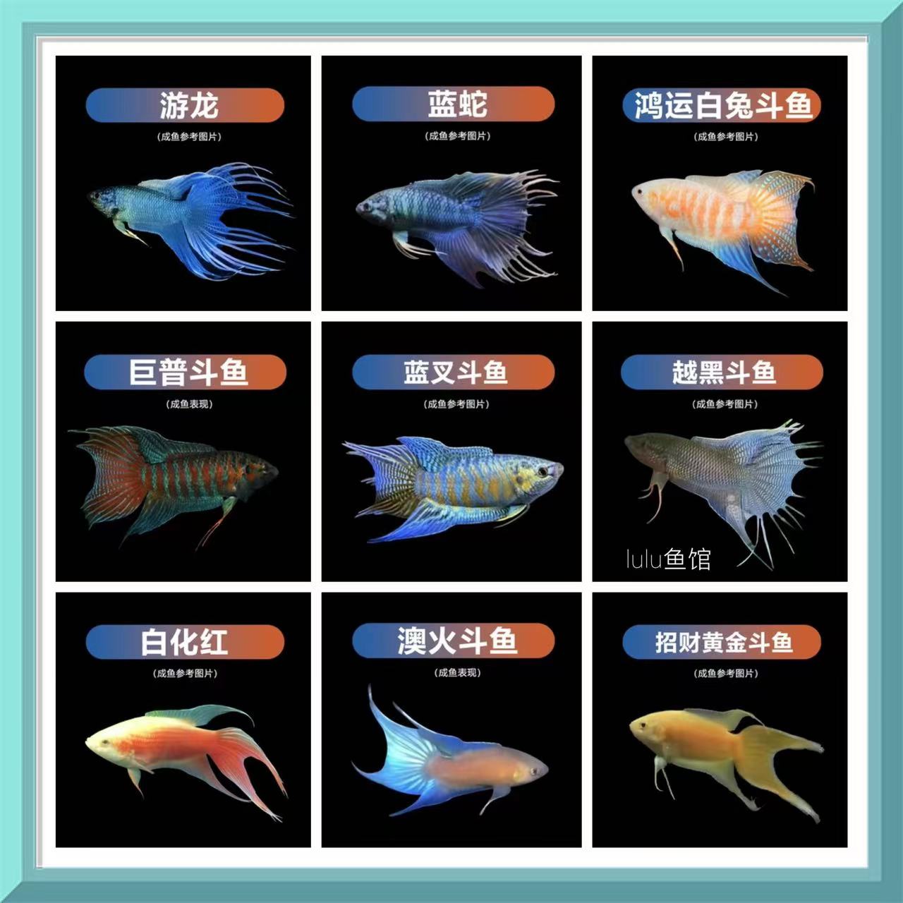 中国斗鱼小型活体冷水观赏鱼 菩萨鱼 懒人鱼 不用加温打养耐活