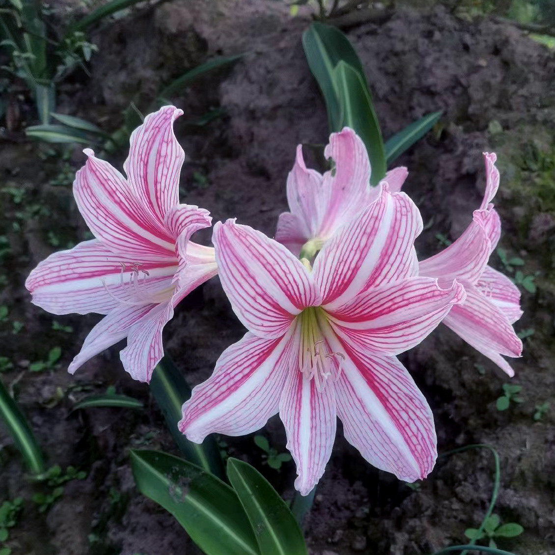 白肋朱顶红种球根室内花卉粉色花朵植物绿植庭院石蒜粉土朱喇叭花