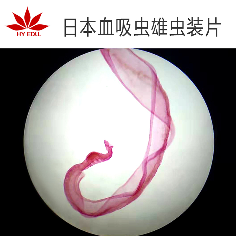 寄生虫类 日本血吸虫雄虫装片 显微镜玻片高教教学成像清晰  金红