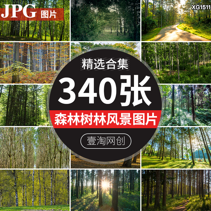 原始森林树林阳光穿透过绿叶天然氧吧大自然风景直播背景图片素材