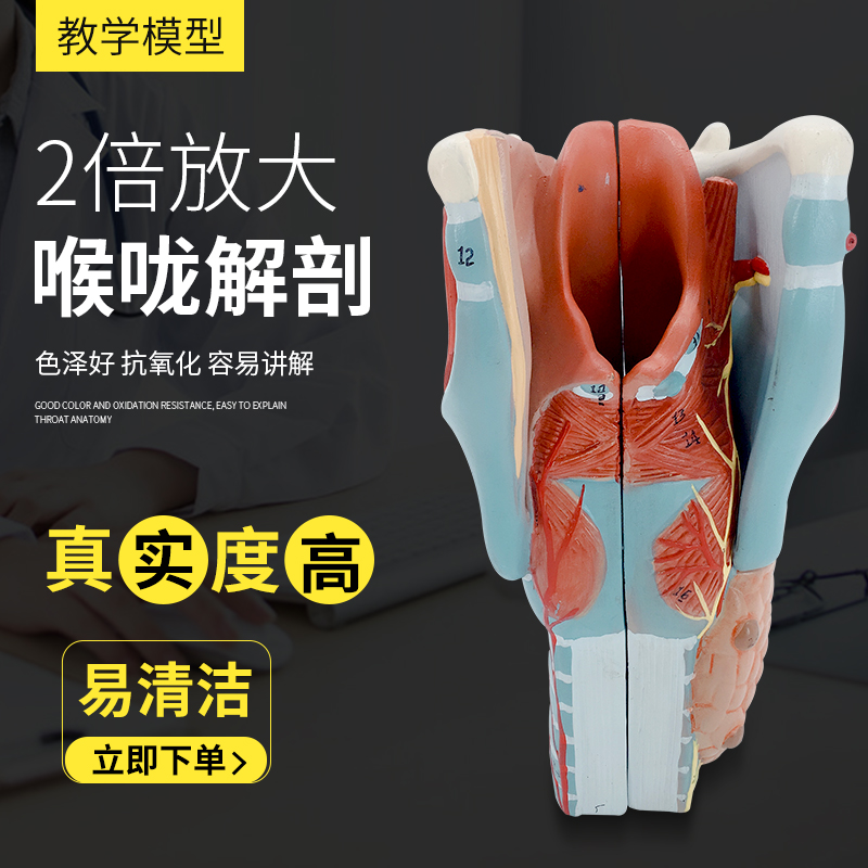 放大喉头解剖模型 喉解剖模型 咽喉模型 甲状腺模型 耳鼻喉科教具