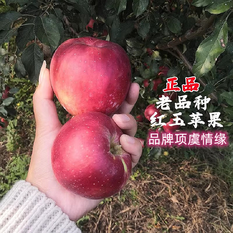 抗寒老品种红玉苹果树苗酸甜口苹果苗盆栽地栽南北方种植当年结果