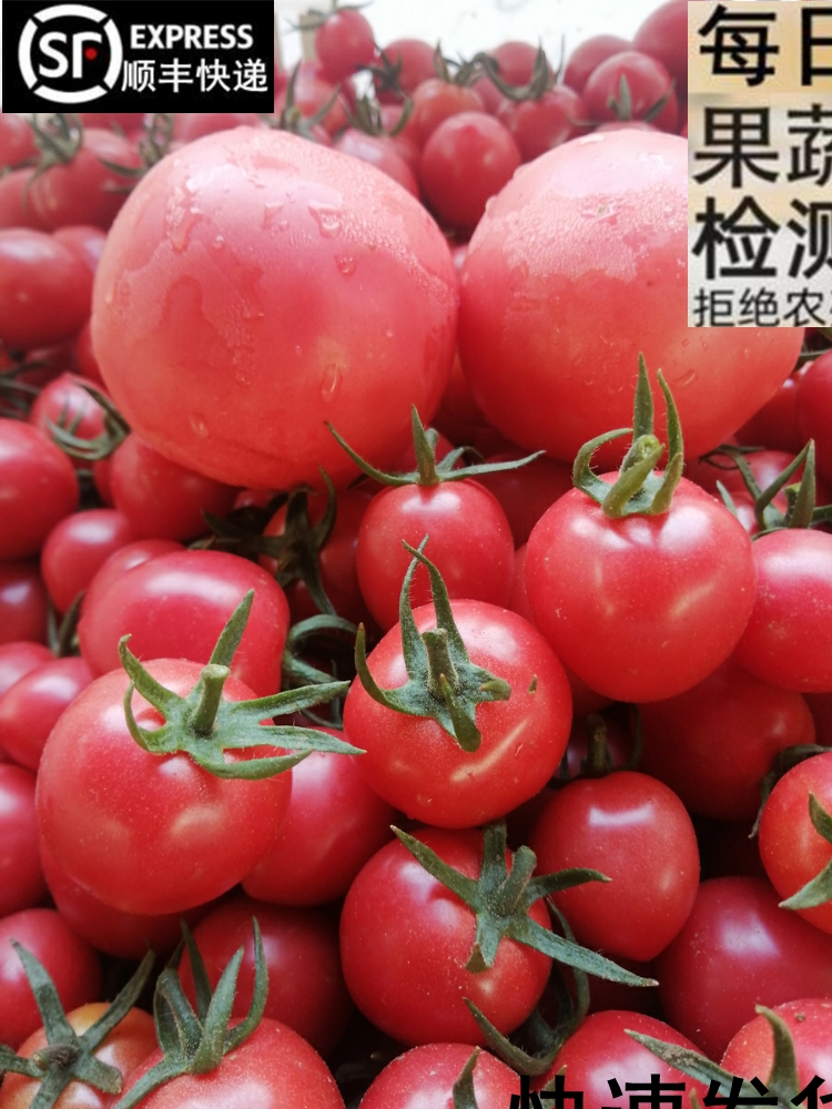 顺丰]千禧小番茄+大番茄组合山东新鲜蔬果水果西红柿和圣女果混装