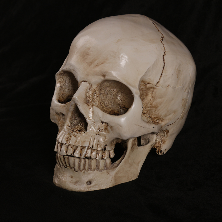 艺用人体肌肉骨骼骷髅模型绘画素描艺考美院美术教学1:1头骨摆件