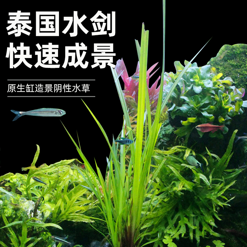 泰国水剑小坨草鱼水草植物鱼缸造景懒人水培增氧阴性淡水中后景草