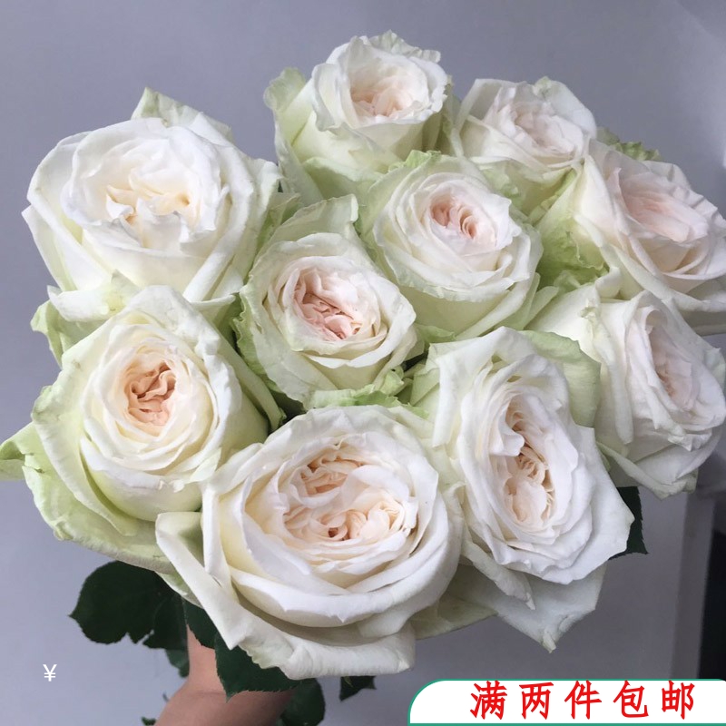 【水灵花园】白荔枝月季玫瑰花苗 大花 切花新品种 荔枝味浓香
