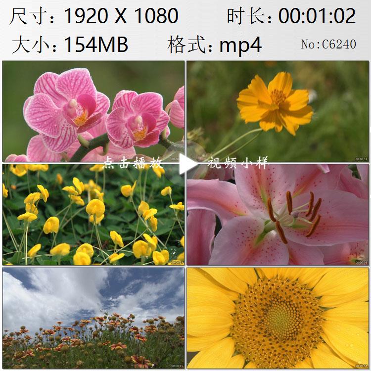 各种漂亮盛开的鲜花花朵一组高清实拍视频素材