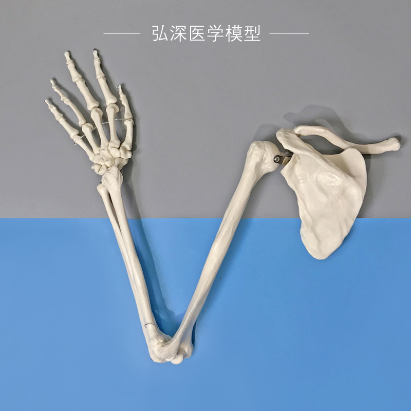 手骨尺骨桡骨肱骨肩胛骨模型w人体上肢骨骼结构锁骨科医学教学模