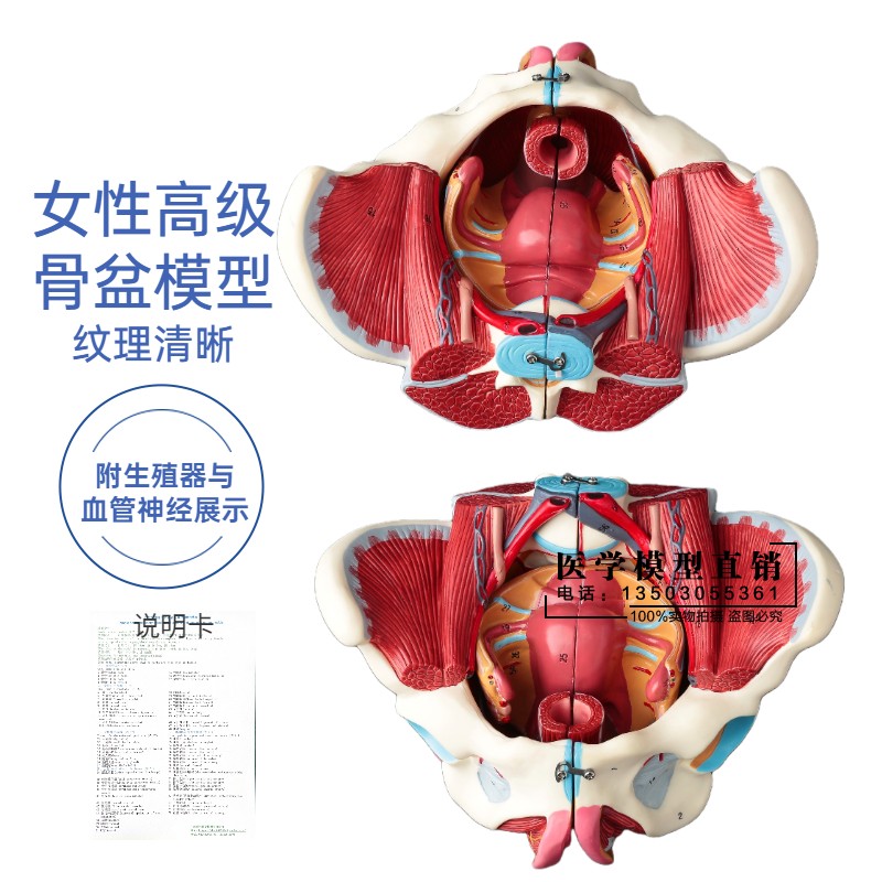 厂家女性骨盆模型盆底肌带生殖器血管神经L肌肉子宫人体解剖教学
