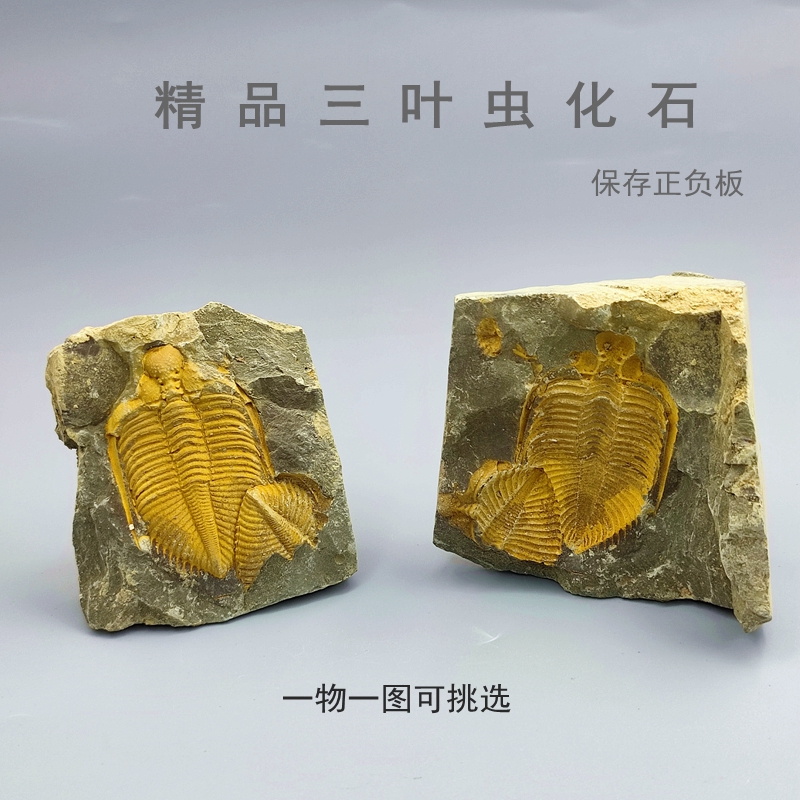 天然古生代三叶虫化石王冠虫石志留纪对板三叶虫地质科普教学标本