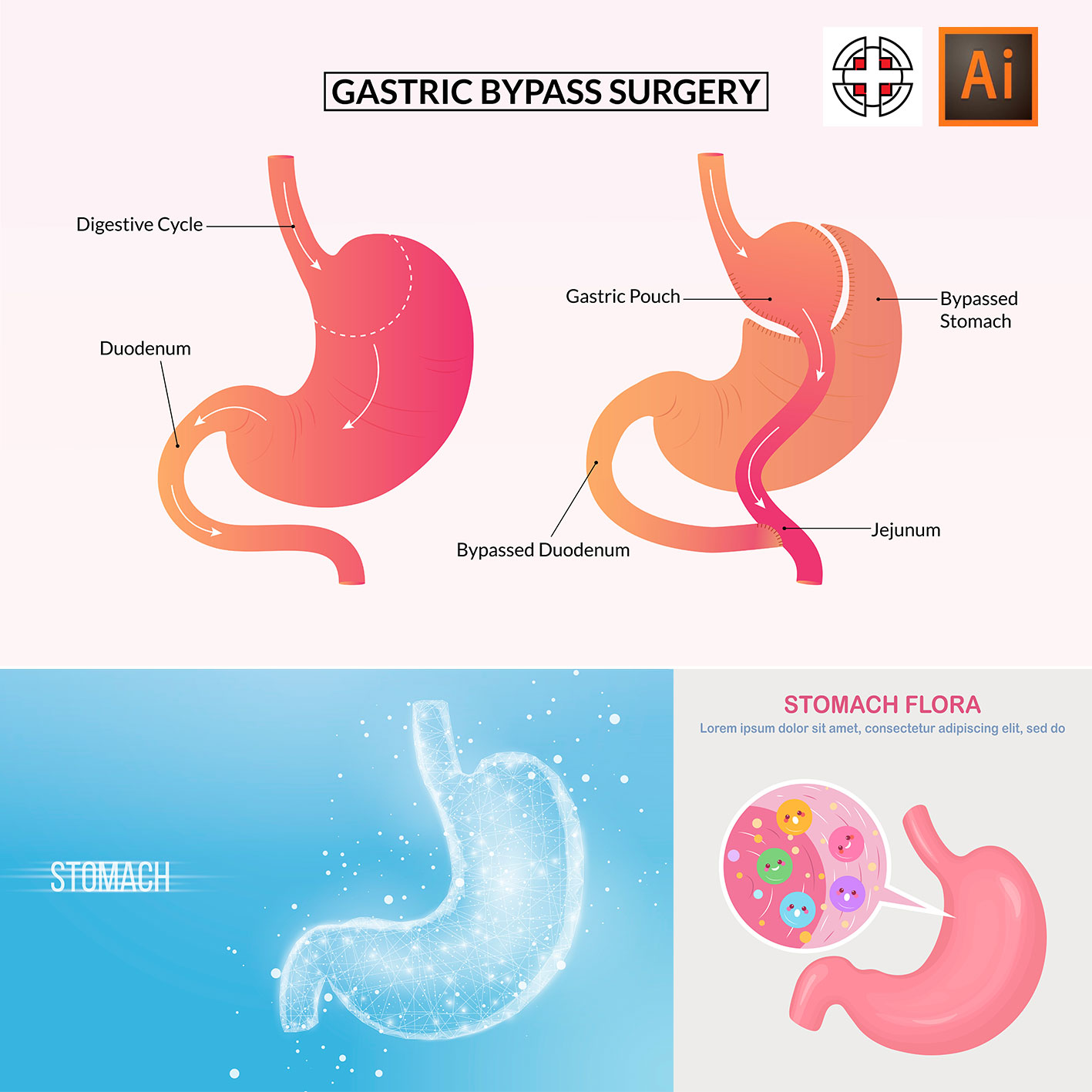 人体胃部医学解剖结构说明插画插图AI矢量设计素材