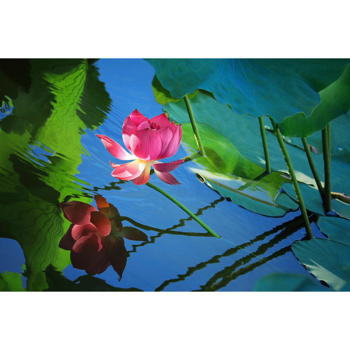 超清原创花卉摄影作品-夏日荷花/出水芙蓉(1张) 实拍素材图片