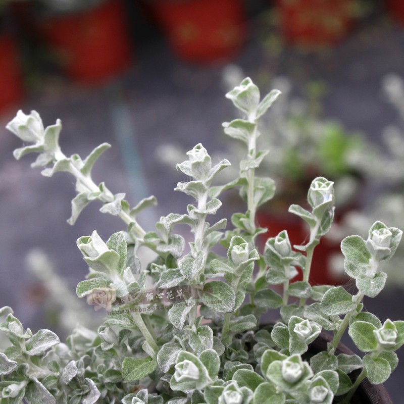 伞花蜡菊盆栽苗 银雾 银叶植物 花镜组盆花卉 耐寒阳台庭院植物