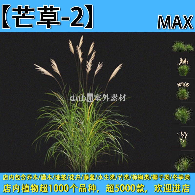 灌木地被花卉-290【芒草-2】max植物园林景观室外3d植物模型