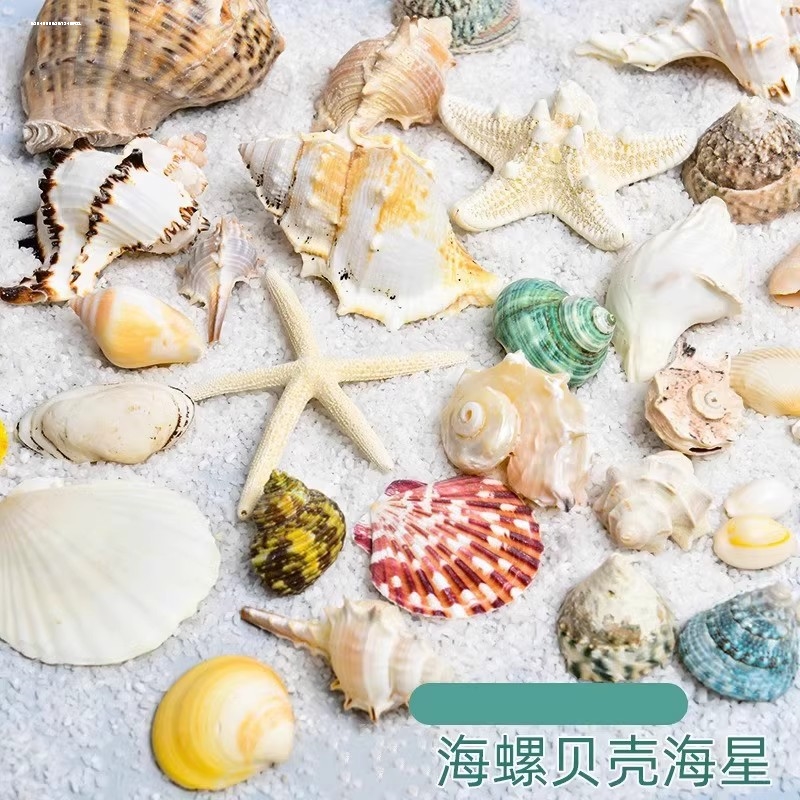 海星贝壳海螺鱼缸装饰洋海地台饰品拍照装饰画儿童艺品材料背景