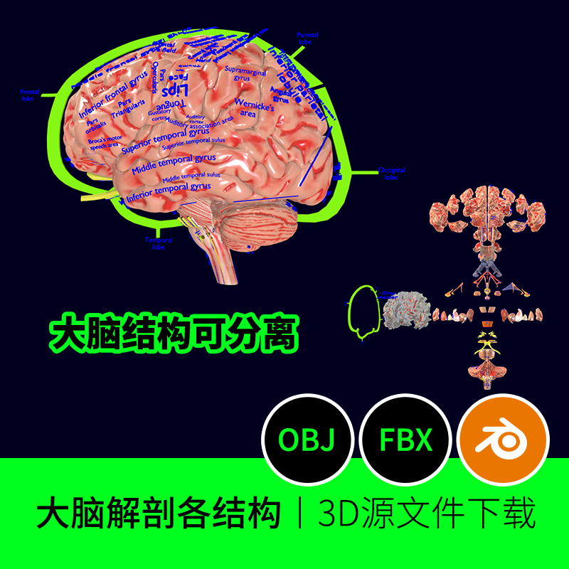中枢神经系统大脑结构解剖脑干3D三维模型素材脊髓建模丘脑451