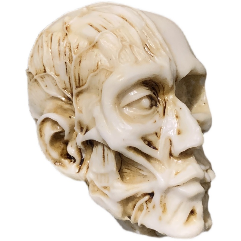 艺用人体头颅模型肌肉骨骼头雕骷髅头骨绘画参考素描美术临摹模型