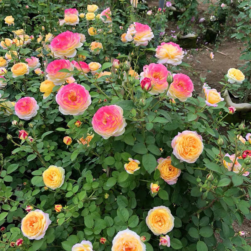 欧月罗曼尼詹森藤本月季大苗蔷薇会变色庭院阳台栏杆爬藤攀植物