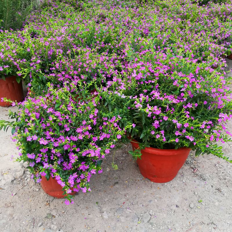 紫色满天星盆栽好养耐寒室内外客厅阳台带花苞萼距花庭院四季开花