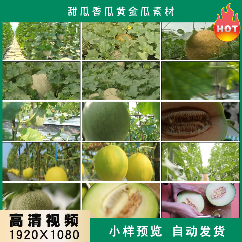 甜瓜香瓜黄金瓜哈密瓜有机瓜果种植园高清实拍视频素材