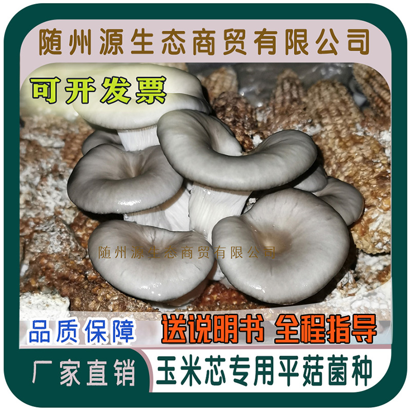 玉米芯稻草种植平菇菌种灰平菇红平菇白平菇黄平菇椴木平菇菌种