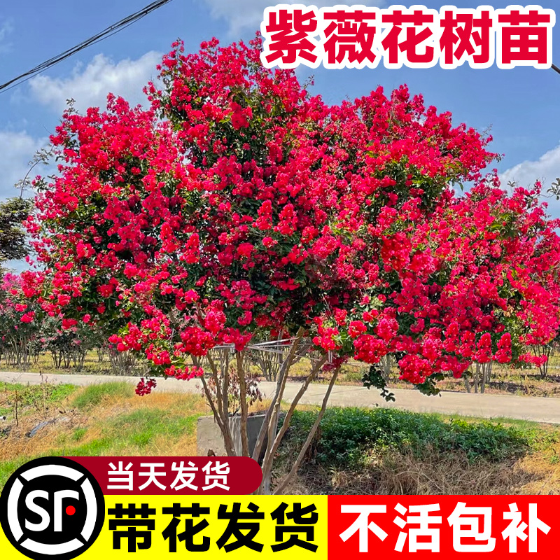 百日红盆栽