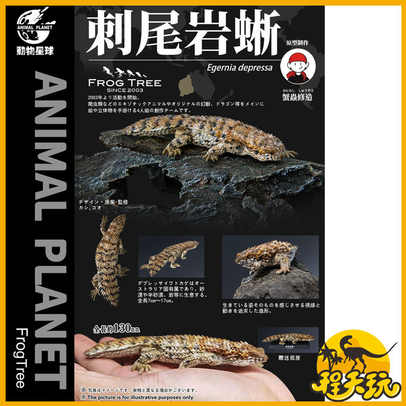 动物星球 第1弹刺尾岩蜥日本原型师蟹蟲修造带来全新蜥蜴模型玩具