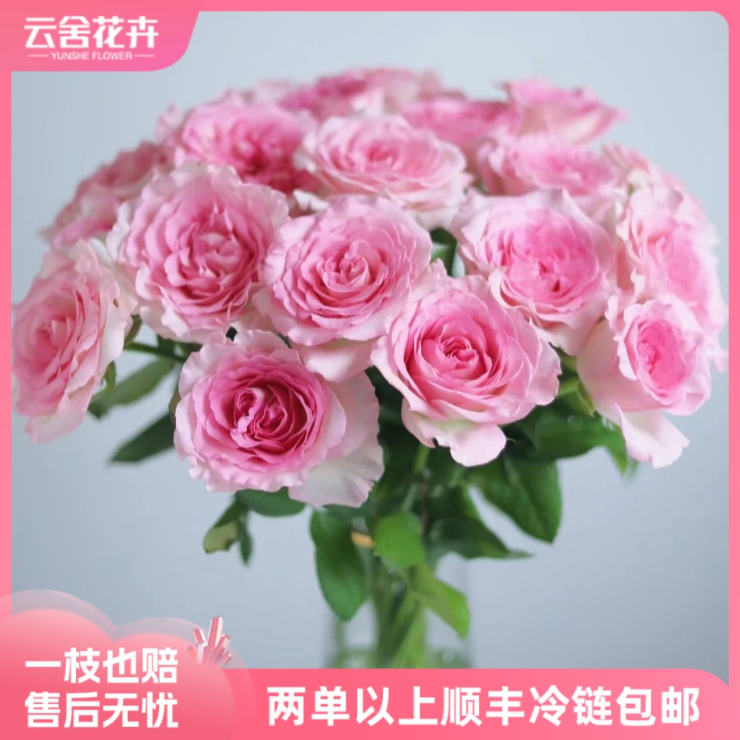 【花魁】【极致的浪漫美到心颤70-75CM】A级洛神单头玫瑰