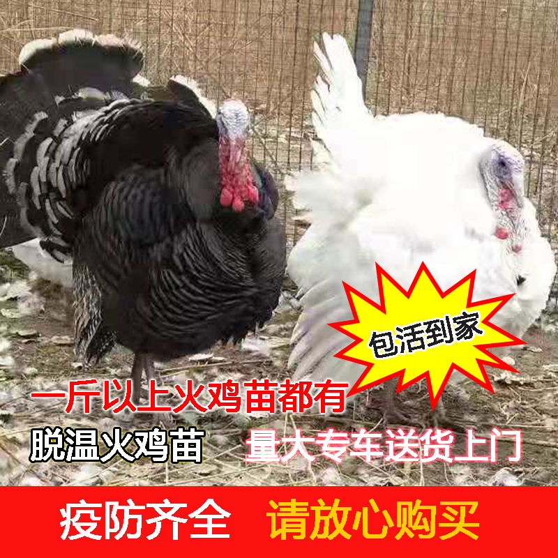 国产火鸡活体大型尼古拉青铜火鸡产蛋火鸡观赏公火鸡包邮包活到家