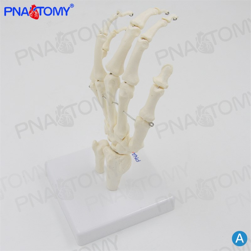 人体手关节模型手骨尺骨桡骨手骨骼手心手掌部骨骼结构手指头活动