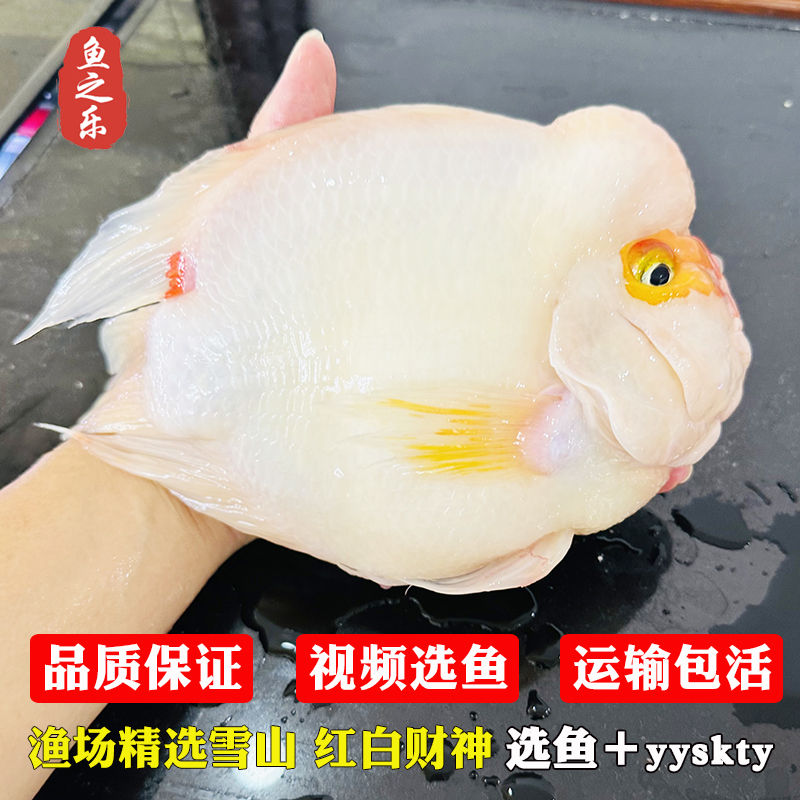 黄鹦鹉鱼