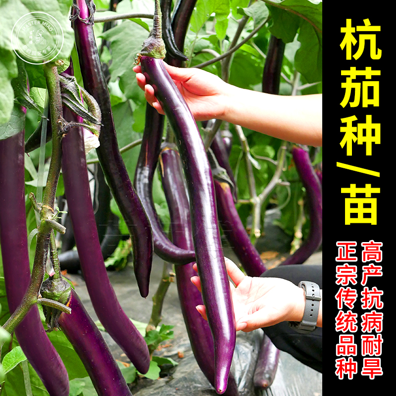杭茄一/六号长茄子种子/籽 黑紫色线茄春秋季四季盆栽蔬菜种苗孑