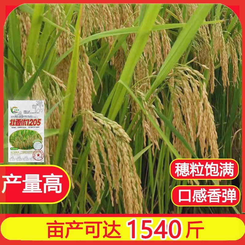 壮香优野香优高产杂交水稻种一级清香水稻种丝苗泰香米早晚稻优质