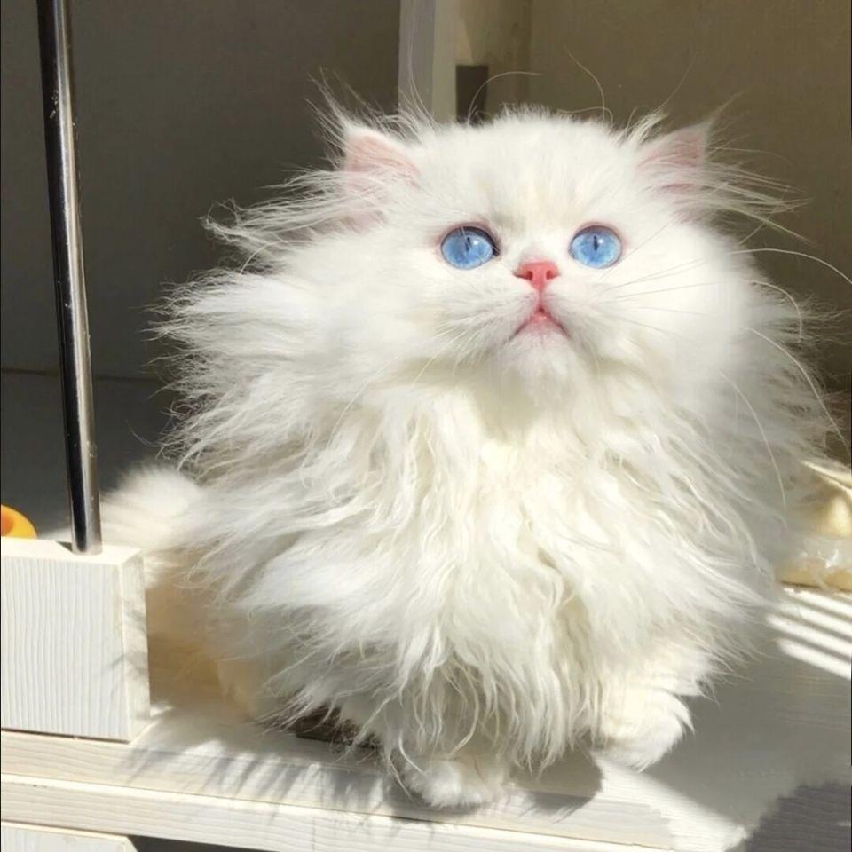 拿破仑长毛蓝猫